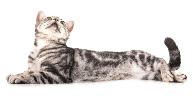 Image chat catalogue ZOLUX