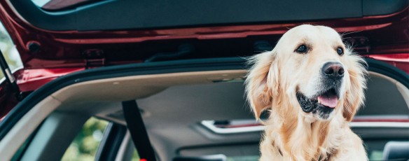 Prázdniny s mým zvířátkem