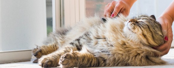 Kartáčování vašeho domácího mazlíčka, když se blíží zima