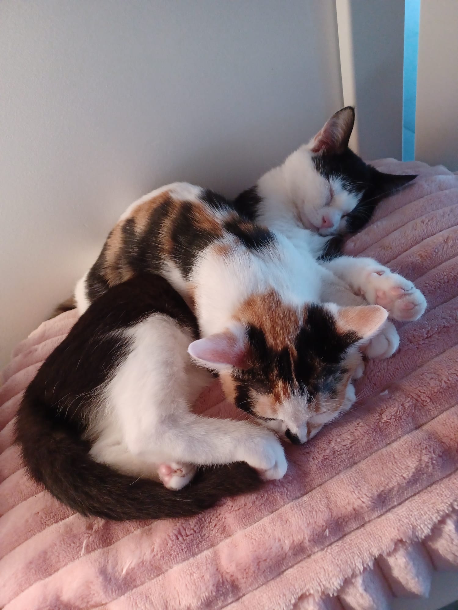 Fotografie komunity číslo 298